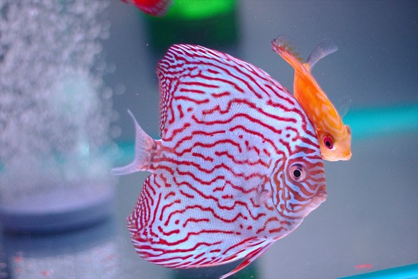 Aquariums